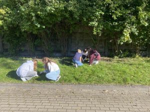 5.c klase stāda krokusus. 23.09.2025.