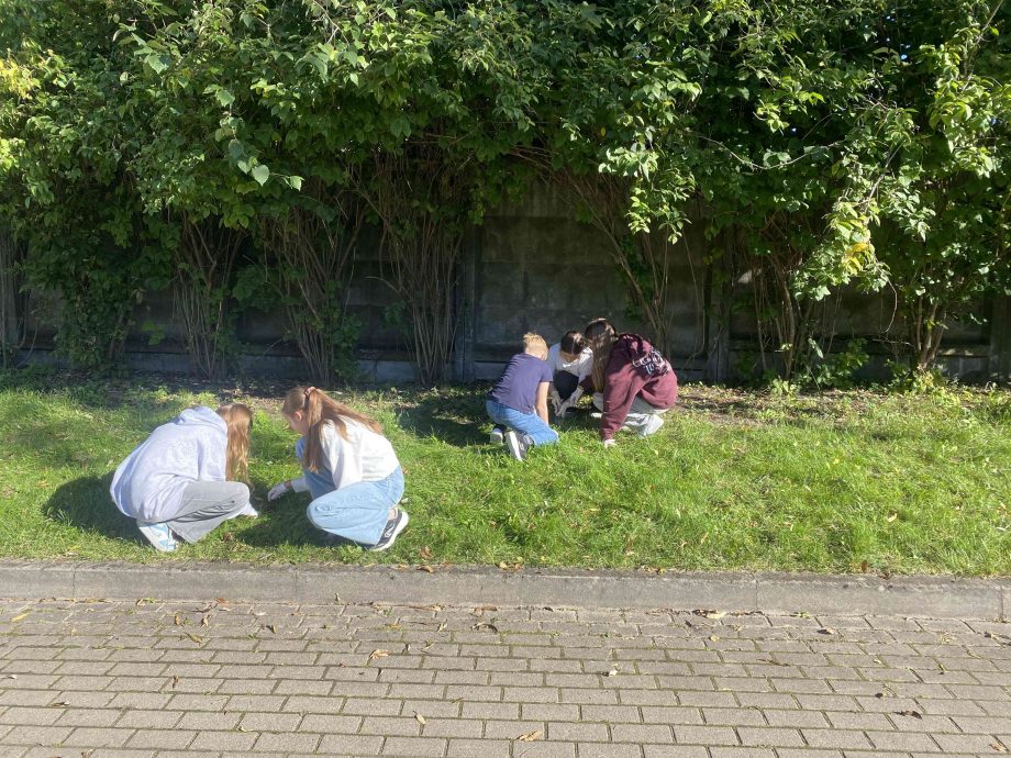 5.c klase stāda krokusus. 23.09.2025.